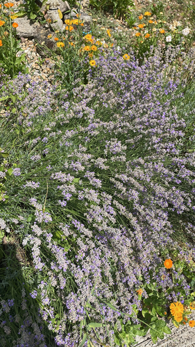 Common Lavender