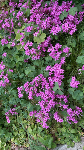 pink-sorrel