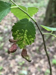 Tetraneura