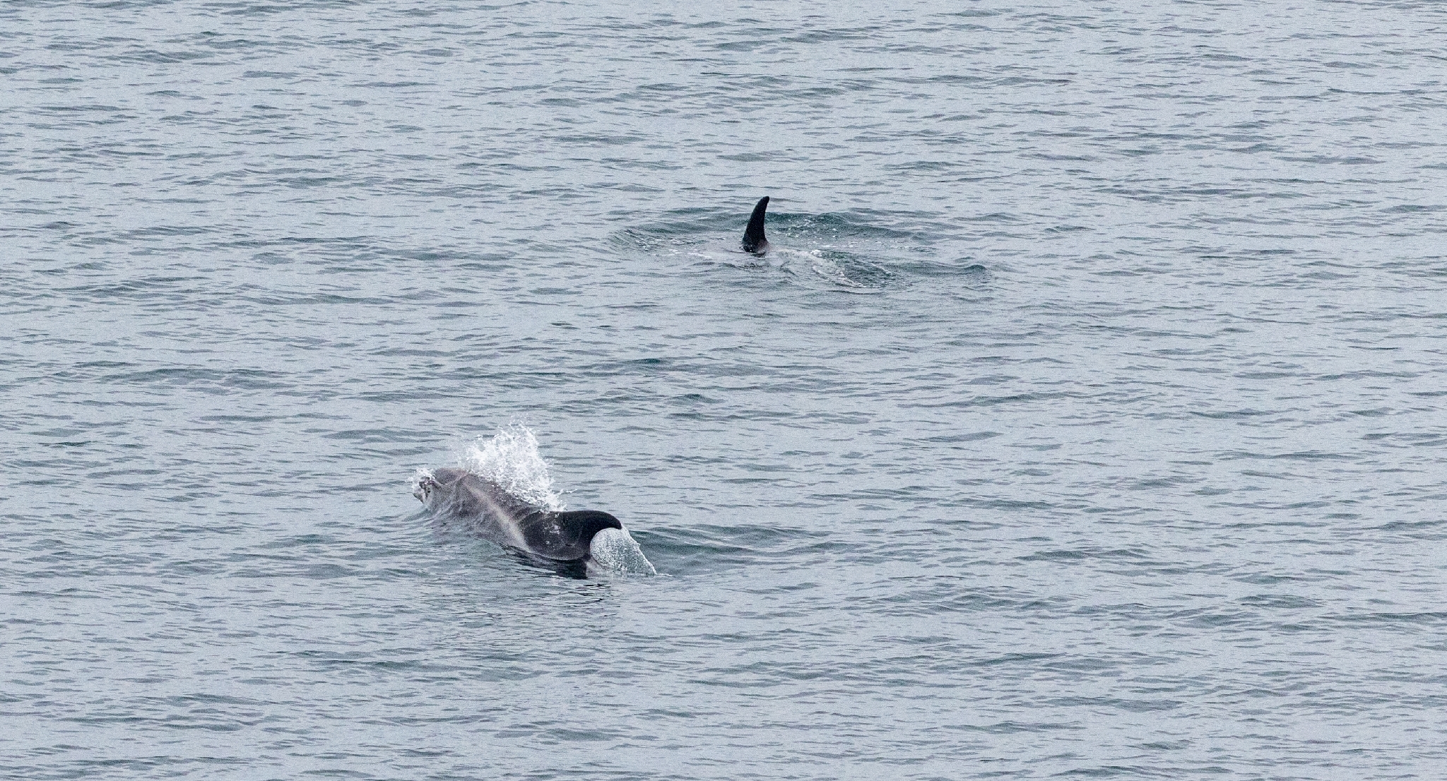 Lagenorhynchus albirostris