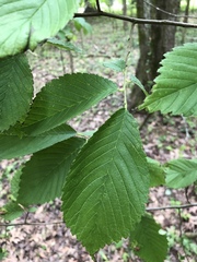 Tetraneura