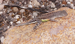 Cophosaurus texanus scitulus