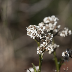 Ixodia achillaeoides