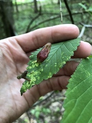 Tetraneura