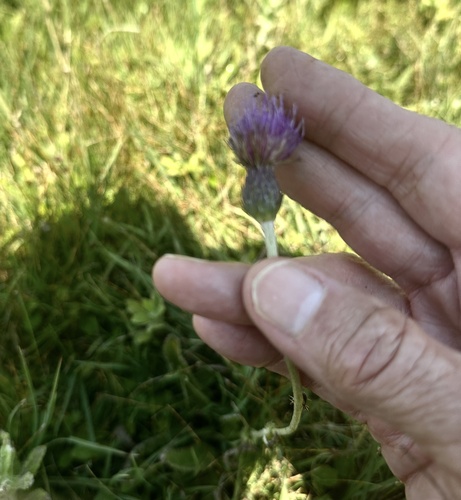 Cirsium dissectum, photograph 3