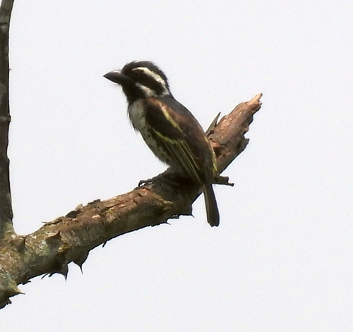 Spot-flanked Barbet