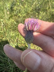 author not stated, no rights reserved Cirsium dissectum, photograph author not stated, no rights reserved