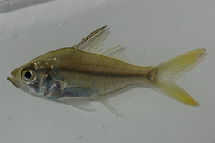 Estuarine Glass Perchlet photo 2