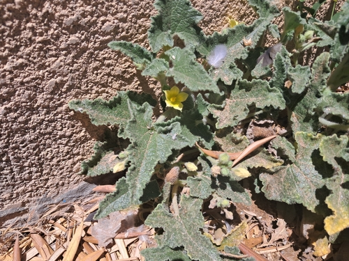 squirting cucumber