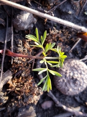 Perideridia americana