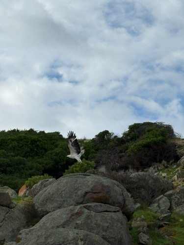 White-bellied Sea-Eagle