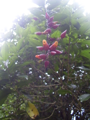 Thunbergia coccinea