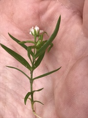 Moehringia macrophylla
