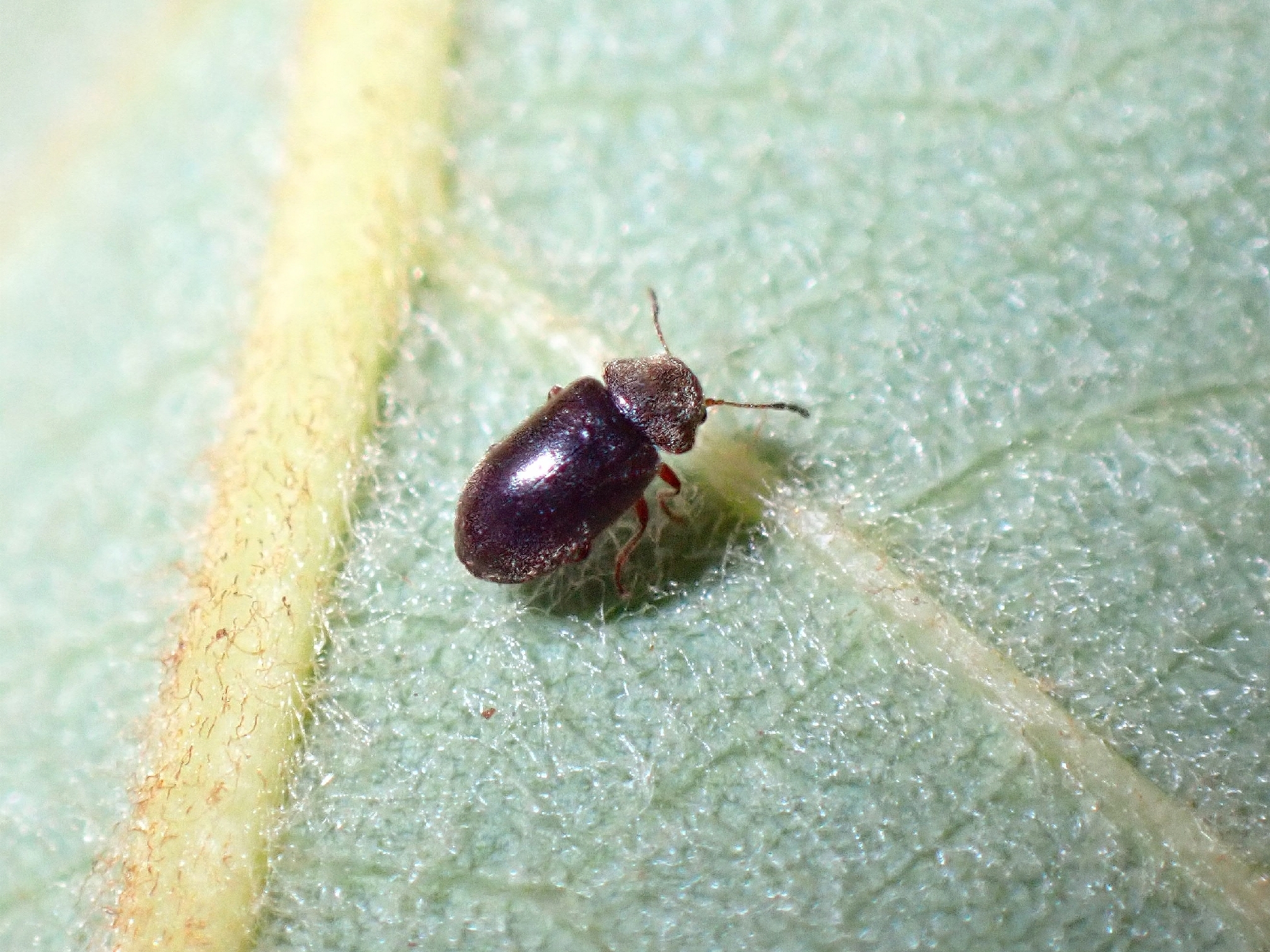 Ozognathus cornutus