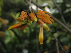 Juanulloa parasitica