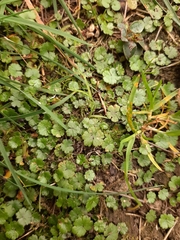 Hydrocotyle microphylla