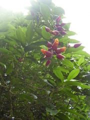 Thunbergia coccinea