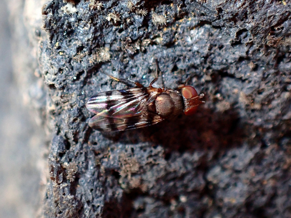 Euxesta luteocesta