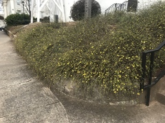 Jasminum nudiflorum