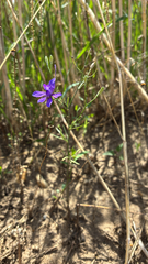 Pia Stermann, CC0, iNaturalist via GBIF Delphinium consolida, photograph Pia Stermann, CC0, iNaturalist via GBIF