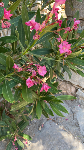 oleander