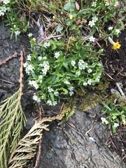 Moehringia macrophylla