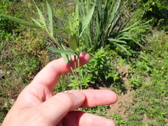 Dichanthelium ravenelii