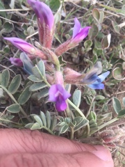 Astragalus shortianus