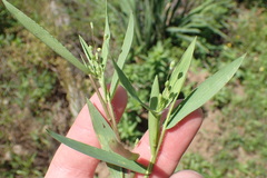 Dichanthelium ravenelii