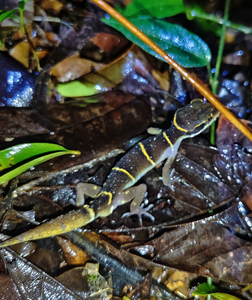 Gunther's Indian Gecko (Cyrtodactylus deccanensis)