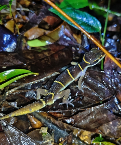 Banded Ground Gecko, Cyrtodactylus deccanensis