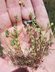 Acmispon parviflorus