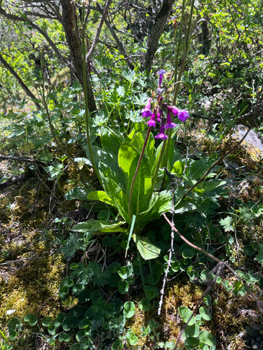Primula miyabeana, photograph 4