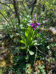 (c) Hazel Chang, some rights reserved (CC BY) Primula miyabeana, photograph (c) Hazel Chang, some rights reserved (CC BY)