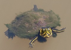 Trachemys scripta