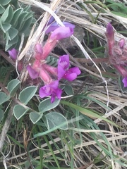 Astragalus shortianus