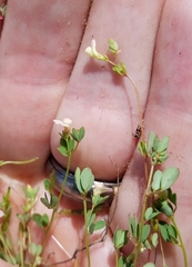 Acmispon parviflorus