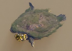 Trachemys scripta