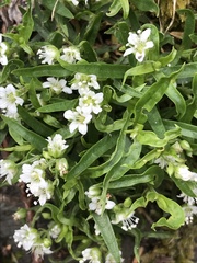 Moehringia macrophylla