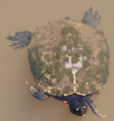 Trachemys scripta