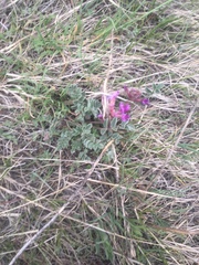 Astragalus shortianus