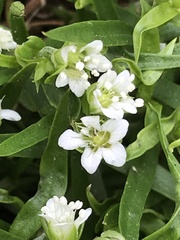 Moehringia macrophylla