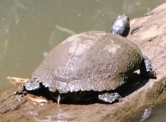Trachemys scripta