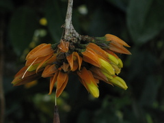 Juanulloa parasitica