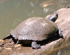 Trachemys scripta