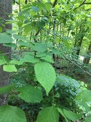 Celtis smallii