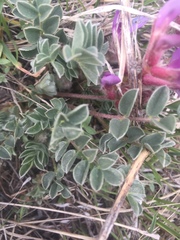 Astragalus shortianus