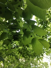 Celtis smallii