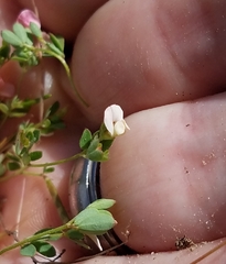 Acmispon parviflorus