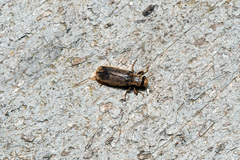 Melalgus plicatus